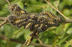 Attēlu rezultāti vaicājumam “Phalera bucephala larva”