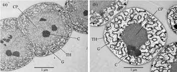 Attēlu rezultāti vaicājumam “Nostoc commune cells”