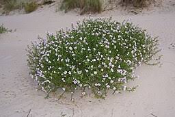 Attēlu rezultāti vaicājumam “Cakile maritima subsp. baltica”