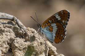 Attēlu rezultāti vaicājumam “Limenitis camilla”