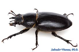 Attēlu rezultāti vaicājumam “Lucanidae”