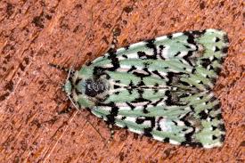 Attēlu rezultāti vaicājumam “Moma alpium”