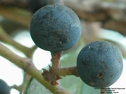 Attēlu rezultāti vaicājumam “Parthenocissus quinquefolia fruit”