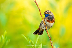 Attēlu rezultāti vaicājumam “Luscinia svecica”