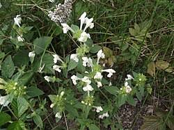 Image result for Galeopsis segetum
