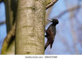 Attēlu rezultāti vaicājumam “Dryocopus martius adult”