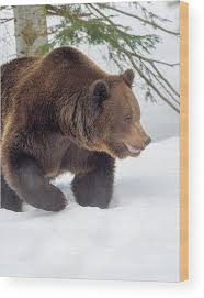 Attēlu rezultāti vaicājumam “Ursus arctos”