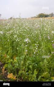 Image result for Raphanus sativus ssp. Oleiformes