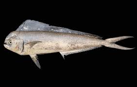 Image result for Coryphaena hippurus