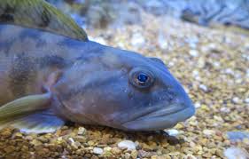 Image result for Zoarces americanus