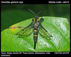 Attēlu rezultāti vaicājumam “Sesiidae”