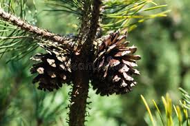 Attēlu rezultāti vaicājumam “Pinus sylvestris fruit”