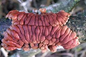 Attēlu rezultāti vaicājumam “Hypocreopsis lichenoides”