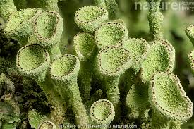 Attēlu rezultāti vaicājumam “Cladonia fimbriata”