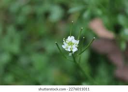 Attēlu rezultāti vaicājumam “Arabis hirsuta flower”