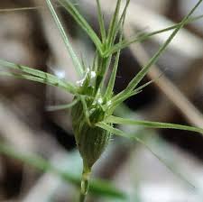 Attēlu rezultāti vaicājumam “Gramineae”