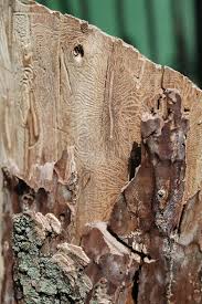 Attēlu rezultāti vaicājumam “Scolytus scolytus, Scolytus multistriatus”