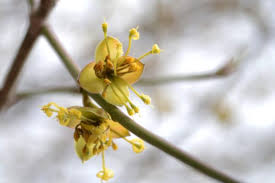 Attēlu rezultāti vaicājumam “Cornus mas flower”