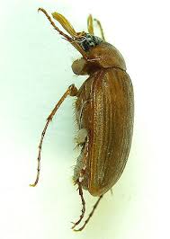 Attēlu rezultāti vaicājumam “Serica brunnea”