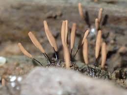 Attēlu rezultāti vaicājumam “Stemonitis axifera var. smithii macro”