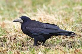 Attēlu rezultāti vaicājumam “Corvus frugilegus”