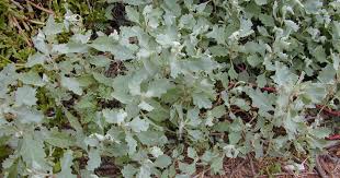 Attēlu rezultāti vaicājumam “Atriplex littoralis leaf”