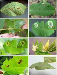Attēlu rezultāti vaicājumam “Phyllonorycter sp.”