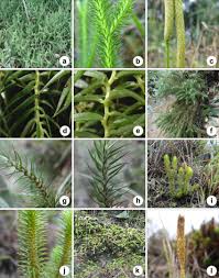 Attēlu rezultāti vaicājumam “Lycopodium clavatum”