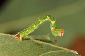 Attēlu rezultāti vaicājumam “Cyclophora punctaria”