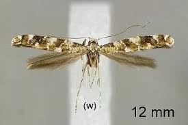 Attēlu rezultāti vaicājumam “Gracillaria syringella”