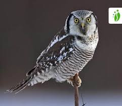 Image result for Surnia ulula