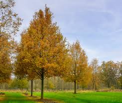 Attēlu rezultāti vaicājumam “Quercus robur”