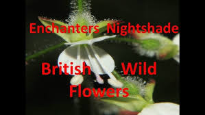 Attēlu rezultāti vaicājumam “Circaea lutetiana flower”