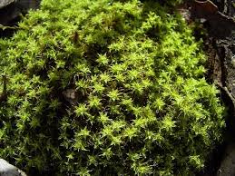 Attēlu rezultāti vaicājumam “Barbula”