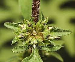 Attēlu rezultāti vaicājumam “Ambrosia artemisiifolia bud”