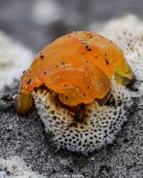 Attēlu rezultāti vaicājumam “Lycogala irregulare sessile”