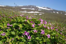 Attēlu rezultāti vaicājumam “Rubus arcticus”