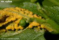 Attēlu rezultāti vaicājumam “Melampsora epitea”