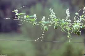 Attēlu rezultāti vaicājumam “Echinocystis lobata fruit”