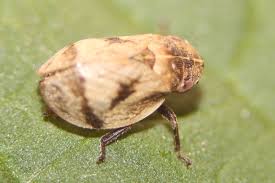 Attēlu rezultāti vaicājumam “Lepyronia coleoptrata”