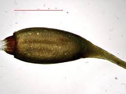 Attēlu rezultāti vaicājumam “Campylopus pyriformis”