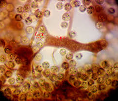 Attēlu rezultāti vaicājumam “Cribraria splendens”