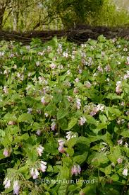 Attēlu rezultāti vaicājumam “Symphytum grandiflorum flower”