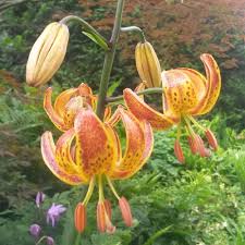 Image result for Lilium martagon `Chameleon`