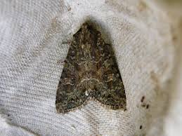 Attēlu rezultāti vaicājumam “Mamestra brassicae”