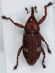 Attēlu rezultāti vaicājumam “Pissodes piniphilus”