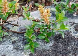 Attēlu rezultāti vaicājumam “Salix myrsinifolia female flower”