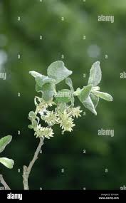 Attēlu rezultāti vaicājumam “Salix aurita flower”