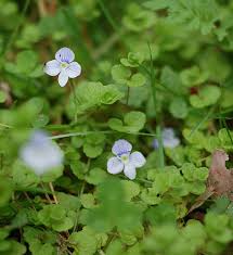 Attēlu rezultāti vaicājumam “Veronica filiformis flower”