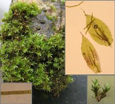 Attēlu rezultāti vaicājumam “Bryum moravicum”